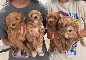 Sweet F1 Mini Maltipoo welpen