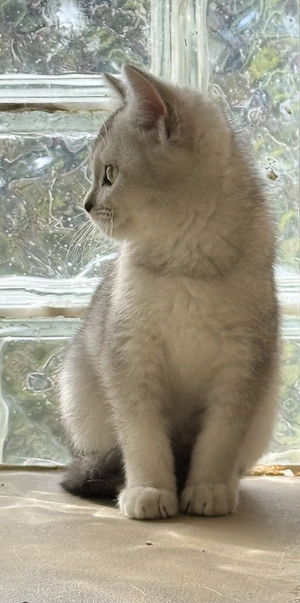 Bkh Katze 16 Wochen alt 
