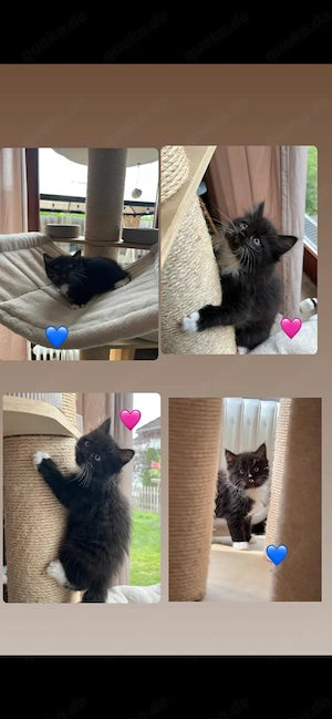 4 ragdoll mix kitten suchen neues zuhause 