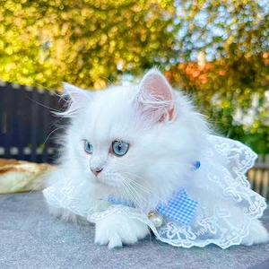 Reinrassige Britisch Langhaar mit hellblau Augen Männliche 