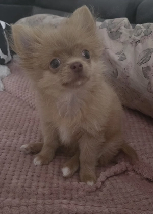 Chihuahua welpe Rüde 