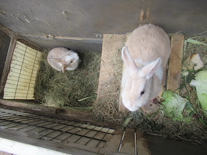 Kaninchen Mädchen mit Kaninchenhaus