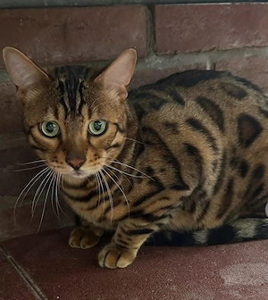 Dringend Traumhafte Bengal Katzen 