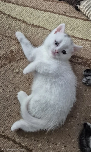 BKH Babykatze mit unterschiedliche Augenfarben   