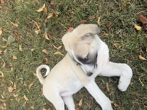 Nala sucht per sofort ein neues zu Hause