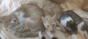 Maine coon Britisch kurz haar