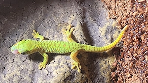 Großer Madagaskar Taggecko 