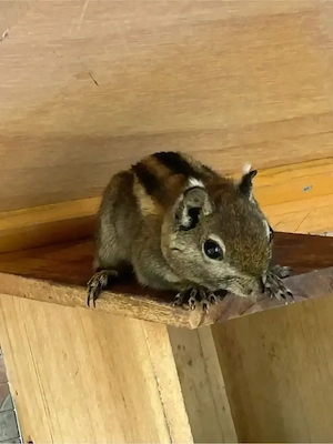 Chinesisches Baumstreifenhörnchen(Tamiops swinhoei)