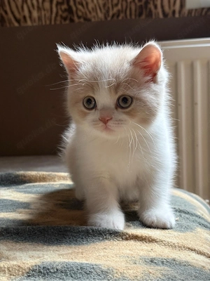 BKH Kater in creme white mit Stammbaum
