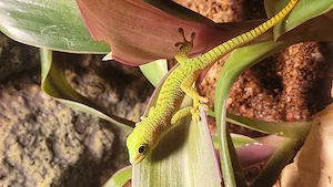 Großer Madagaskar Taggecko  Bild 2