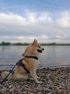 pomsky rüde 