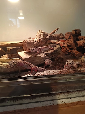 Leopardengeckos suchen neues Zuhause