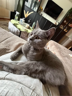 BKH Kater Oscar sucht liebevolles Zuhause