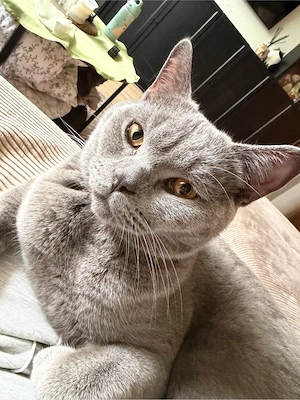 BKH Kater Oscar sucht liebevolles Zuhause Bild 2