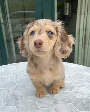 Ellie ist bereit für ihr Für-immer-Zuhause! 