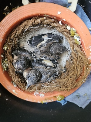 Kanaren Vögel und 