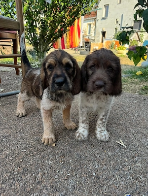 2 Kleine Mäuse suchen ein zuhause  