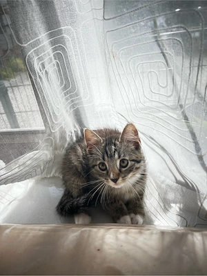 BKH Kitten Babykatzen