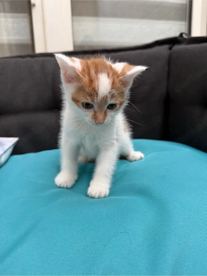 Kitten abzugeben