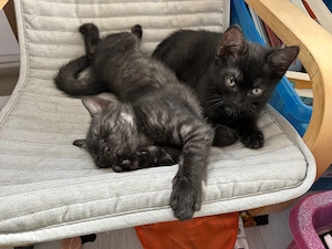 BKH Mix Kitten Black Tabby