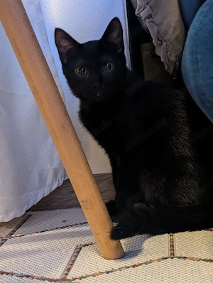 Katze Kurzhaar 