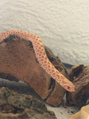 0.1 Hakennasennatter Albino 