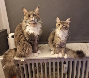 Wunderschöner Maine Coon Kater sucht sein Traumzuhause! Bild 6
