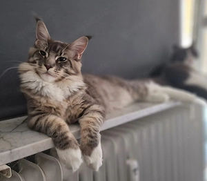 Wunderschöner Maine Coon Kater sucht sein Traumzuhause! Bild 3