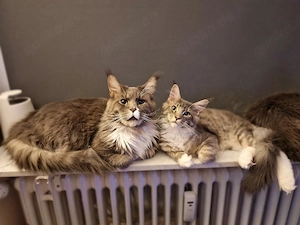 Wunderschöner Maine Coon Kater sucht sein Traumzuhause! Bild 5