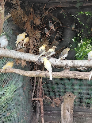 FIORINO Kanarienvögel  Bild 5