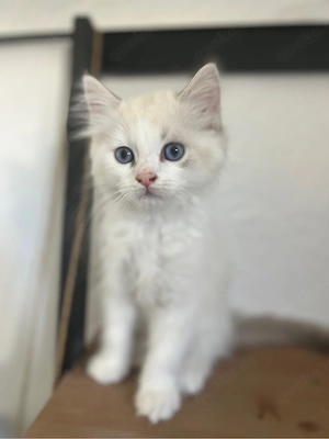 BLH - Heilige Birma Kitten