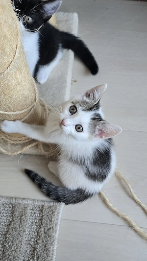 Mix Kitten 