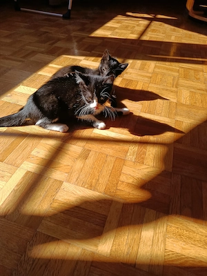 Katzen abzugeben geb. 8.5.2026