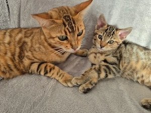 Bengal-Mix Weibchen   wunderschöne, liebevolle Katze