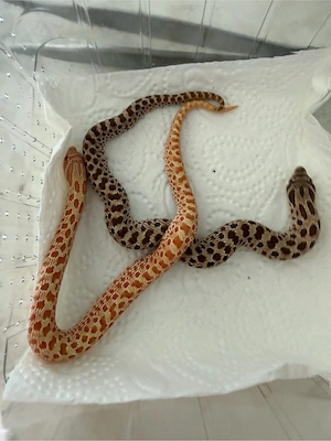 0.2 Hakennasennattern Albino het toffee