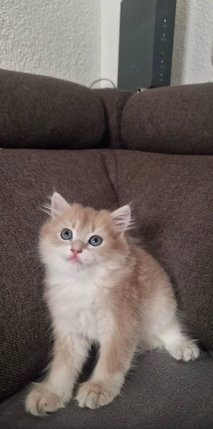 britische Kater