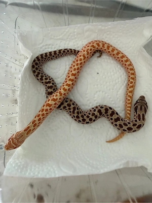 0.2 Hakennasennattern Albino het toffee
