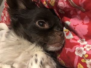 Chihuahua 3 Jahre mit Handycab  