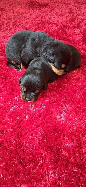 Rottweiler Welpen!