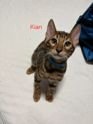 Bengal Kitten 13 Wochen 