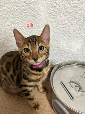 Bengal Kitten 13 Wochen 