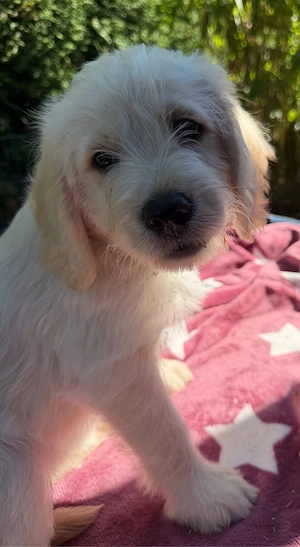 F1 Medium Labradoodle-Welpen - liebevoll in der Familie aufgezogen