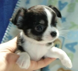 Klein Chihuahua-Welpen