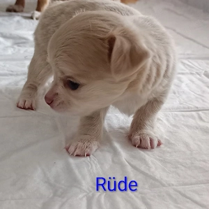Chihuahua Welpen 