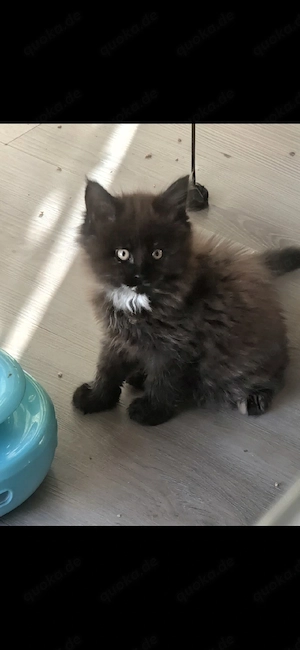 zauberhafte Maine Coon Kitten gengetesteter Eltern