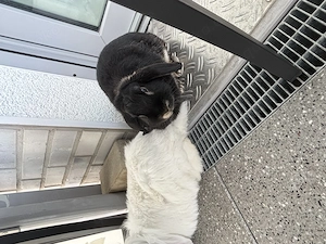 Kaninchen Pärchen abzugeben