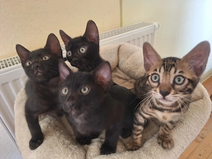 Seltene melanistic Bengal Jungs mit Stammbaum + Gesundheitszeugnis 
