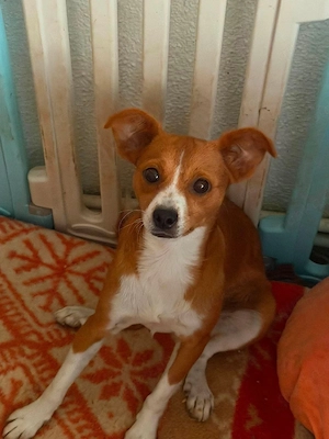 Sanfte Amber ( 1 Jahr, 30 cm, 7 kg) sucht liebevolles Zuhause 