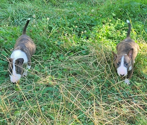 Miniatur Bullterrier Spike und Jerry freuen sich auf ein neues Zuhause.