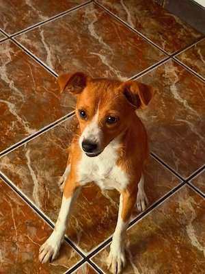 Sanfte Amber ( 1 Jahr, 30 cm, 7 kg) sucht liebevolles Zuhause  Bild 4